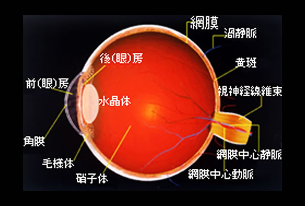 網膜剥離の画像